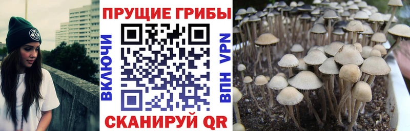 Купить закладки  Звенигород  Галлюциногенные грибы Cubensis 
